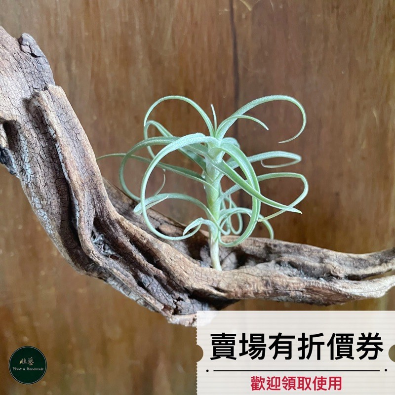 植藝-粗糠X雞毛撢子 ✧質感好養✧ T. paleacea X tectorum 雞毛撣子 空氣鳳梨 空鳳 空氣草