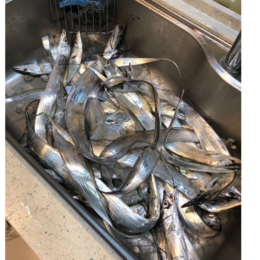 釣白帶魚的價格推薦第7 頁 21年11月 比價比個夠biggo