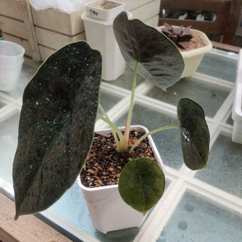 汶萊新星 多肉植物 仙人掌 空氣鳳梨 送禮盆栽 鋁線DIY 開幕誌慶  入新居