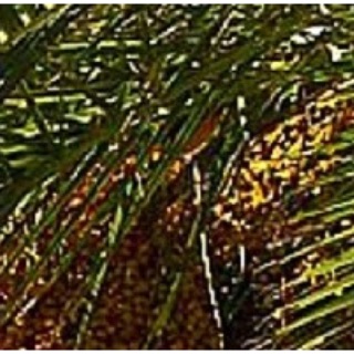 1314精製 棕櫚油 純植物性油 手工皂材料 基礎油 基底油