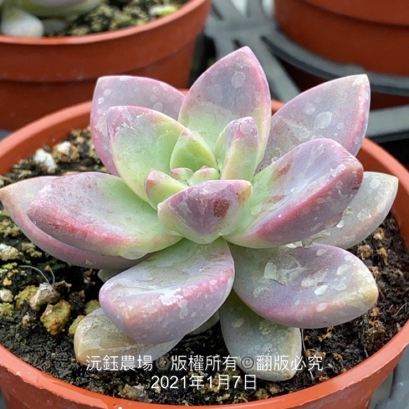 沅鈺農場多肉植物淡雪 未上色 露養植物輕微曬傷 蝦皮購物