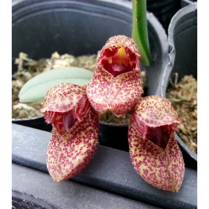 😘可愛的 迷你《荷蘭木屐》原生種豆蘭Bulbophyllum frostii 成株