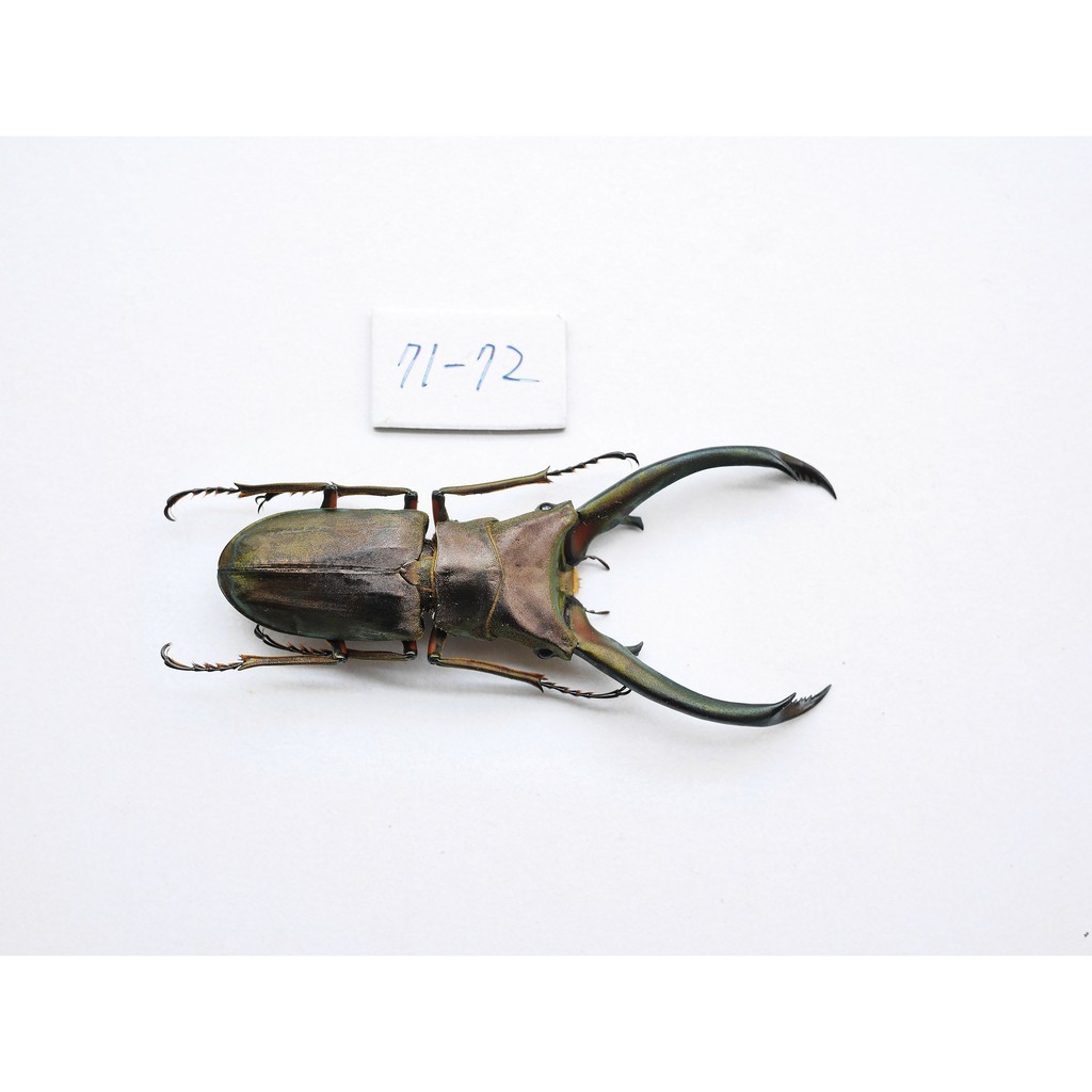 【實物實拍】【現貨】【蝦露】 屯卡細身鍬形蟲 標本 (71-72mm 人工不易繁殖) 鍬形蟲 兜蟲 天牛 甲蟲 昆蟲