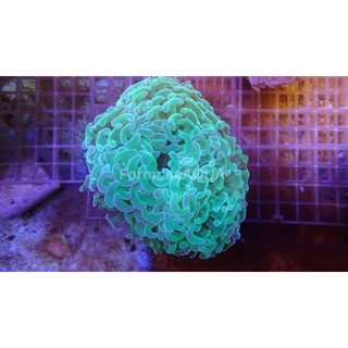 Formosaaqua丑魚棧 花環珊瑚 人工飼養 顏色亮麗 海水缸必備美品 蝦皮購物