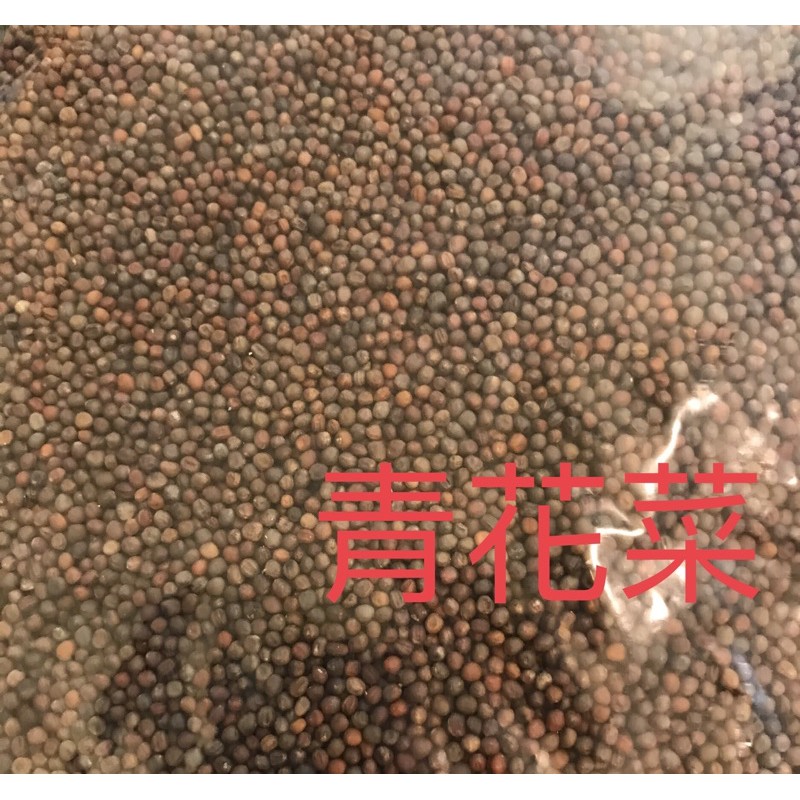 青花菜苗種子花椰菜苗種子100g 0g 水耕芽菜 蝦皮購物