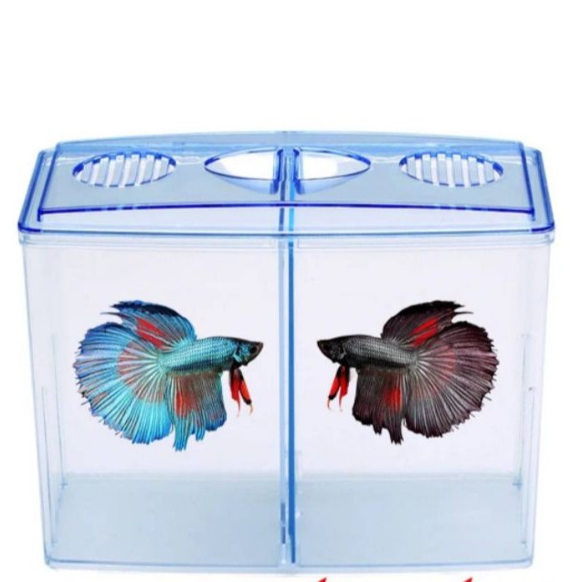 鬥魚盒缸外型飼育盒 蝦皮購物