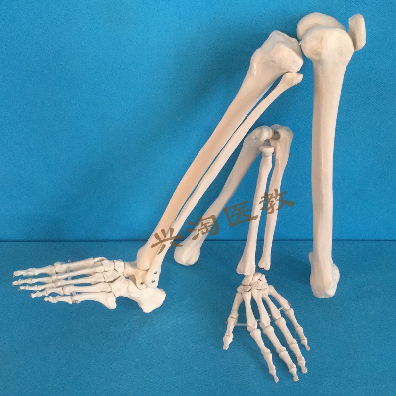 繁星優選上肢手指關節下肢大腿骨腳掌模型 腳骨腳模型帶脛腓骨和股骨模型