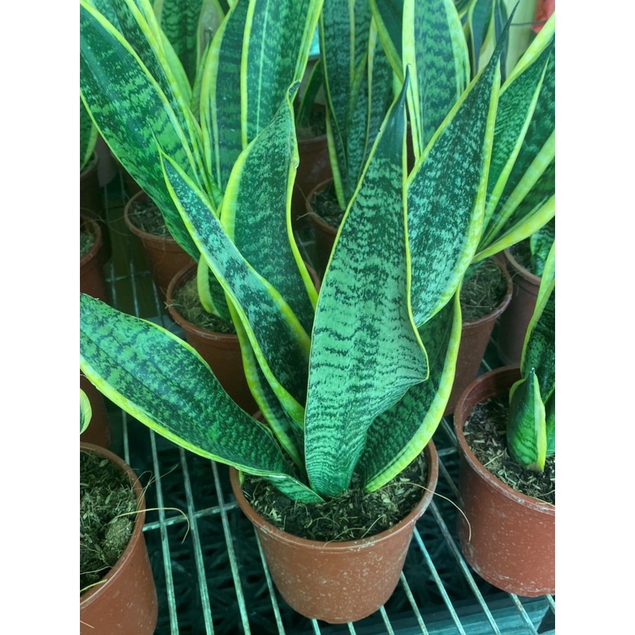 金邊虎尾蘭 5吋盆栽 懶人盆栽  淨化空氣 觀葉植物 室內植物