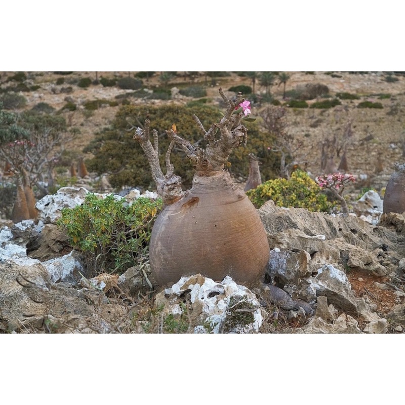 【塊根小農】索科特拉島巨型沙漠玫瑰Adenium Socotranum