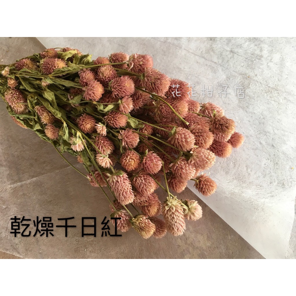 花花柑仔店 乾燥千日紅 圓仔花乾燥花不凋花永生花材花束捧花盆花 蝦皮購物