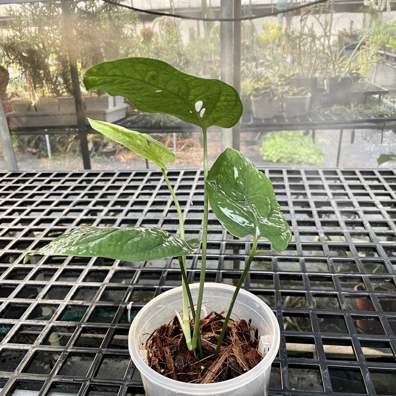 蜘蛛人｜雷公藤｜5吋｜斑啾植選｜觀葉植物｜龜背芋｜斑葉｜彩葉芋｜合果芋｜琴葉榕｜鹿角蕨｜多肉｜室內植物｜盆栽