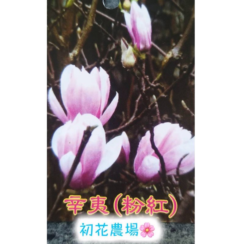 初花農場 粉紅辛夷 木蘭花 全日照植物 4 5吋盆 定價300特價250 蝦皮購物