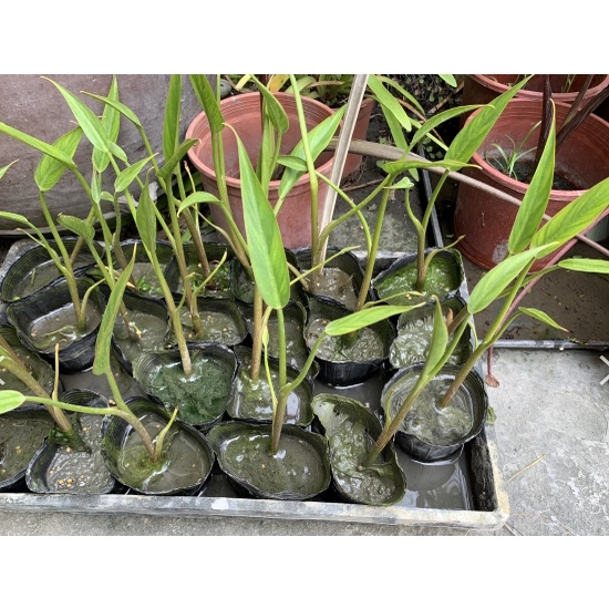 時和花坊-[馬達加斯加海芋]水生盆栽-3吋盆