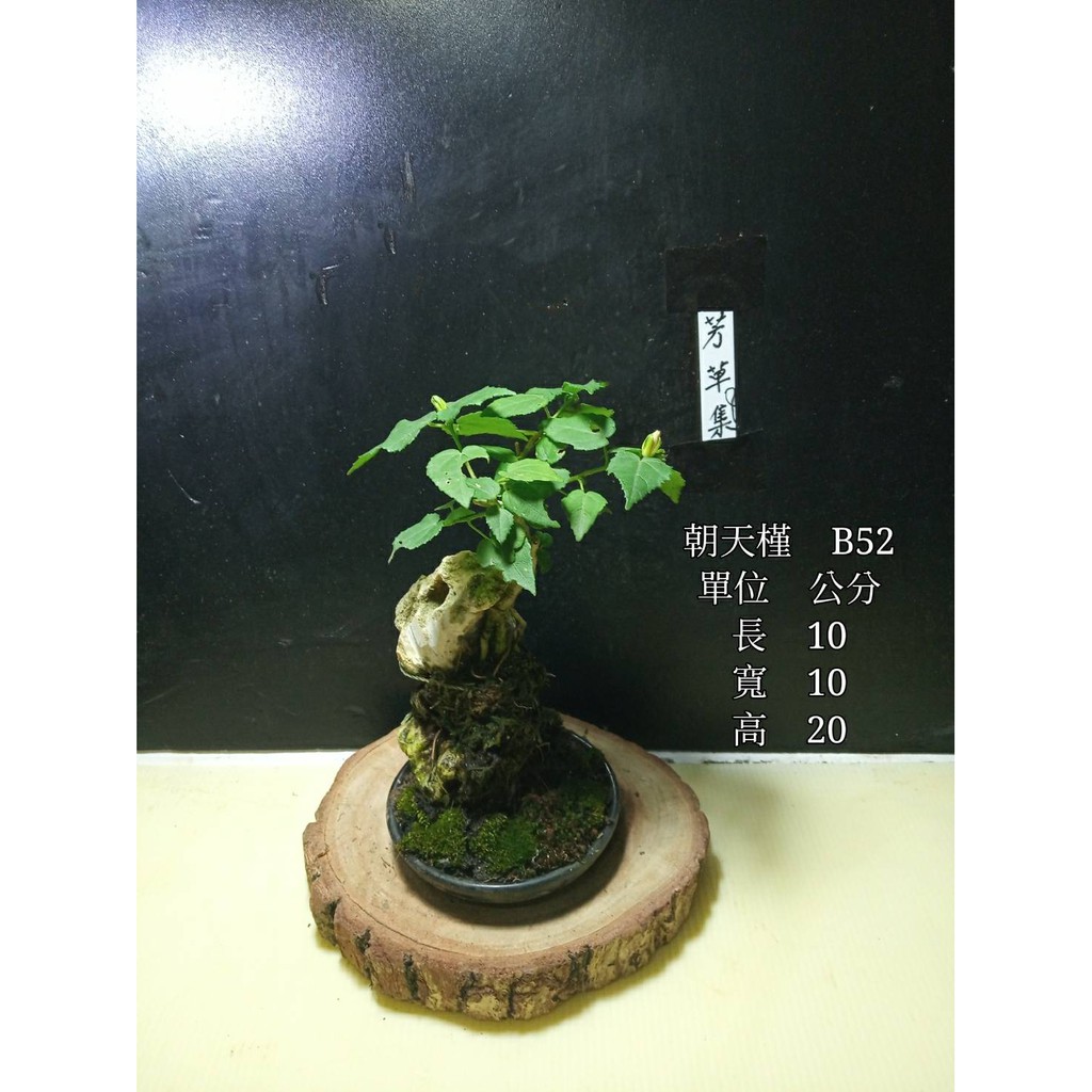 芳草集朝天槿b52 小型盆栽 蝦皮購物