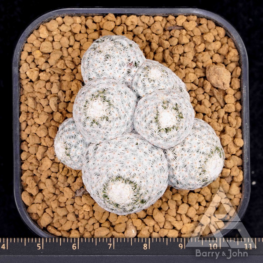 白鳥仙人掌 Bj多肉植物 Mammillaria Herrerae 蝦皮購物