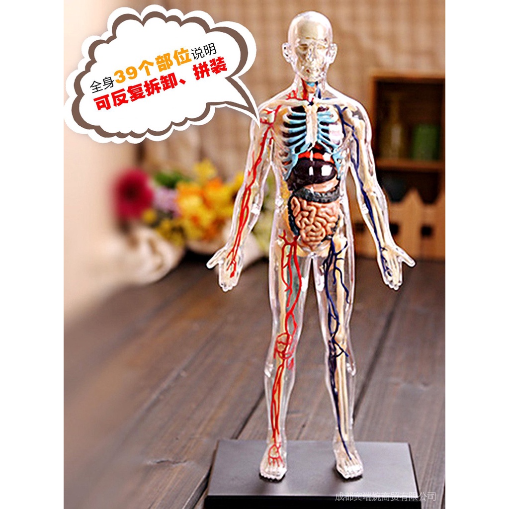 売り切り御免 希少玩具 人体模型 4dパズル 解体模型 パズル ジグソーパズル Cronoslab Org
