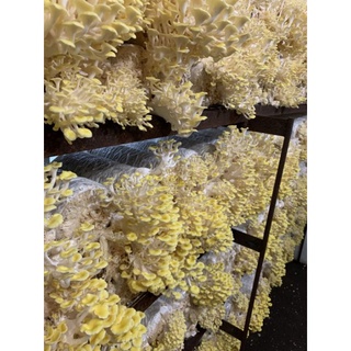 乾燥黃金菇（珊瑚菇、玉米菇）