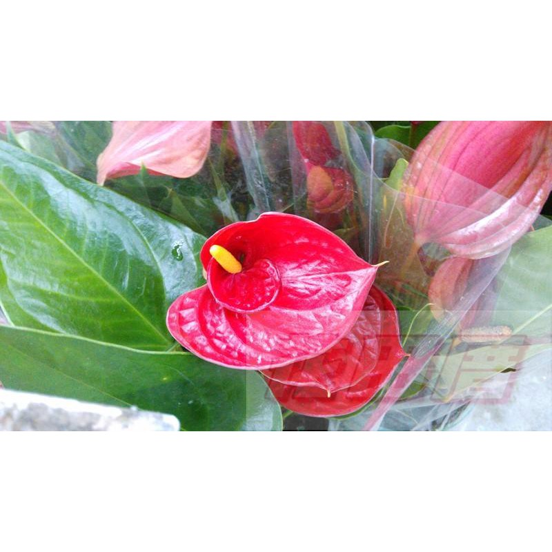 花田厝 襯景植物花中花火鶴花5吋高30 50cm 蝦皮購物