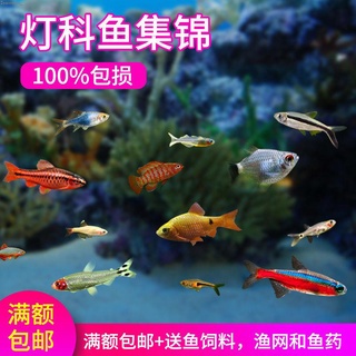淡水觀賞魚 優惠推薦 21年11月 蝦皮購物台灣