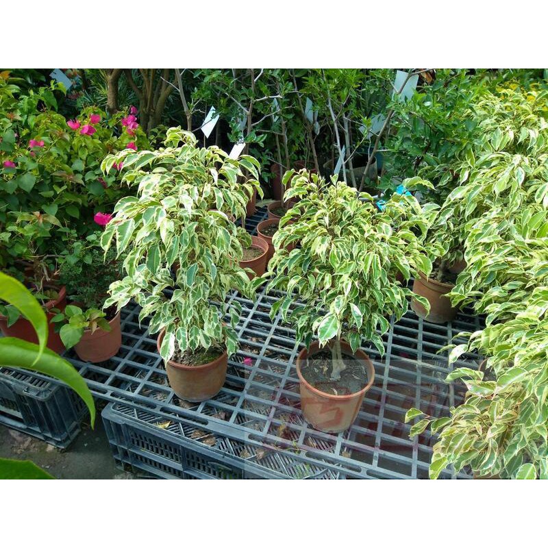 花田厝_綠籬植物--斑葉垂榕--黃斑榕--乳斑榕  6吋 高約40-45cm