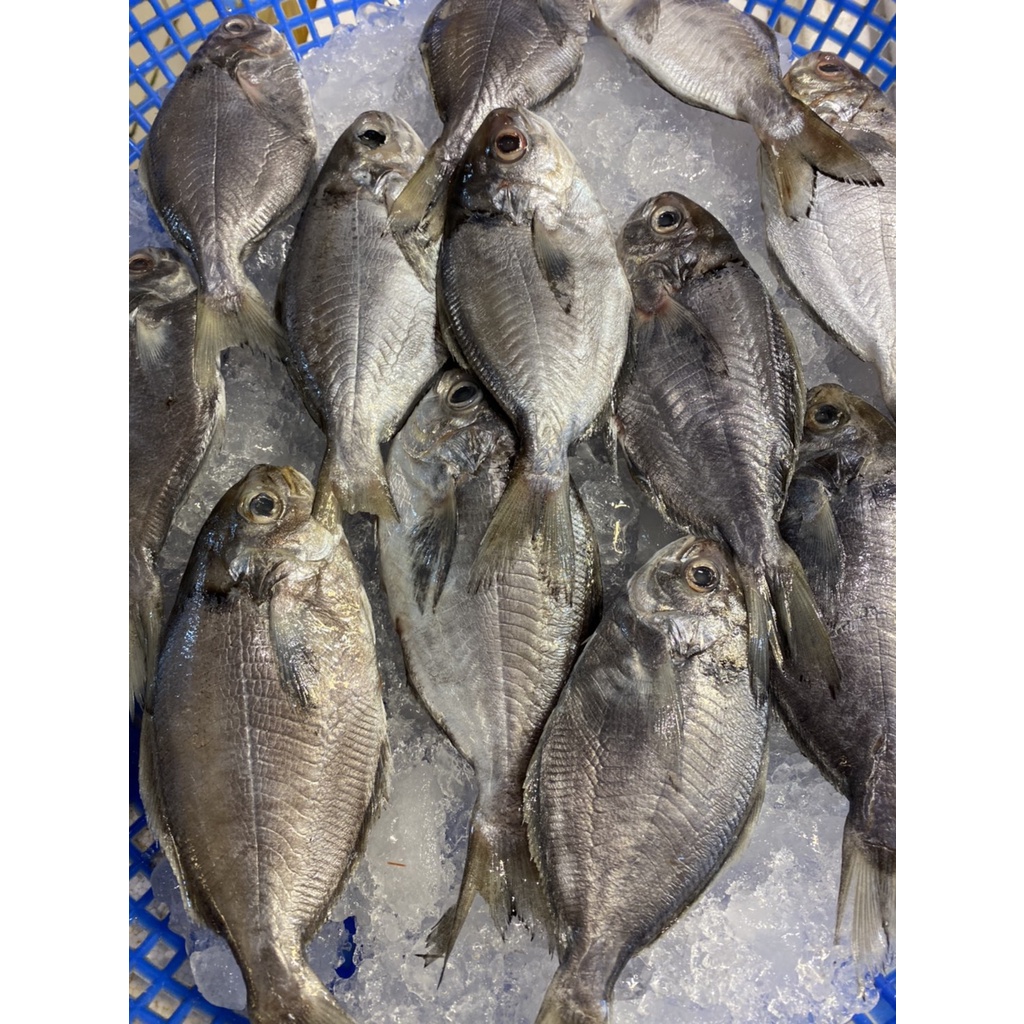 鋒水產 | 冷凍海鮮 | 肉魚15隻