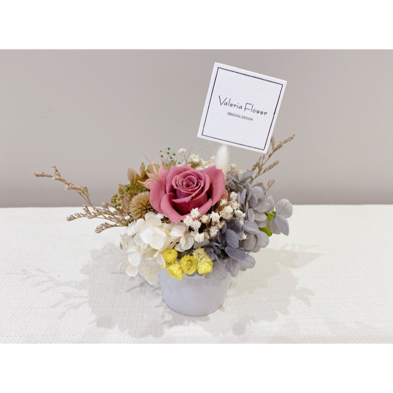 最新韓國 新色 永生花盆栽 乾燥花盆栽 蝦皮購物
