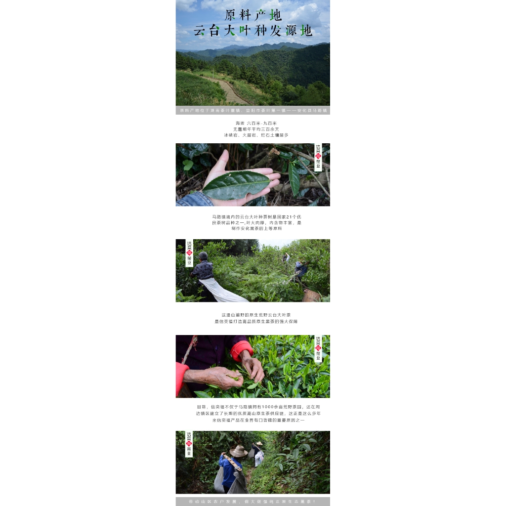 黑茶廠家安化黑茶金花茯磚正宗手筑茯茶安華正品湖南茶葉批發 蝦皮購物