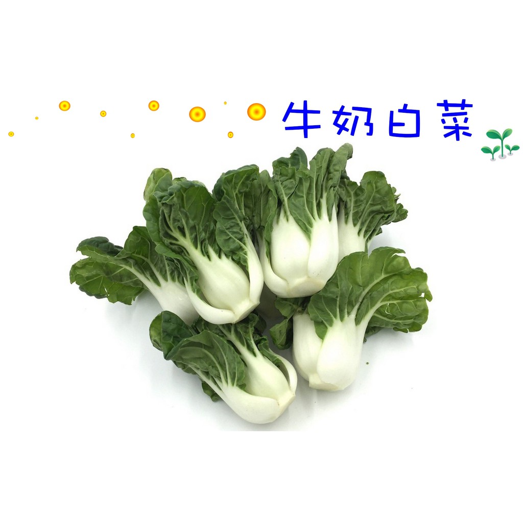 牛奶白菜矮腳白菜奶油白菜莖部肥白軟嫩種苗區 蝦皮購物