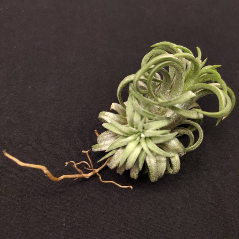 空氣鳳梨－龍 小精靈 (國際)－Tillandsia ionantha ‘Ron’ (TI)－經典顯色精靈品種帶側芽