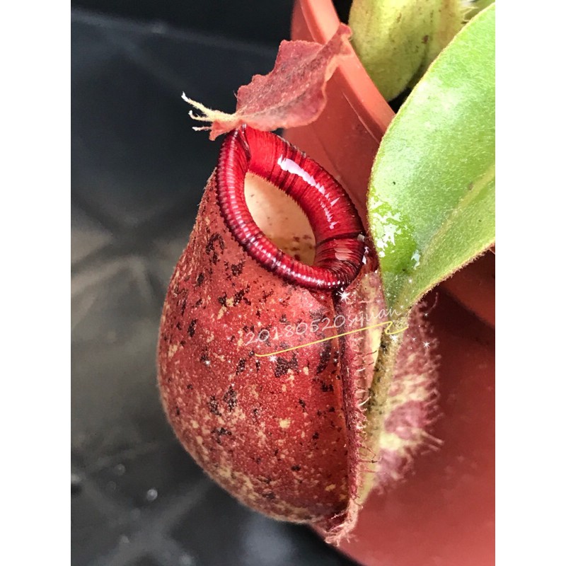 紅瓶花唇虎克 (N. x hookeriana) 食蟲植物 豬籠草 花唇 紅瓶 兩色 三色 蝕蟲 植物  紅斑