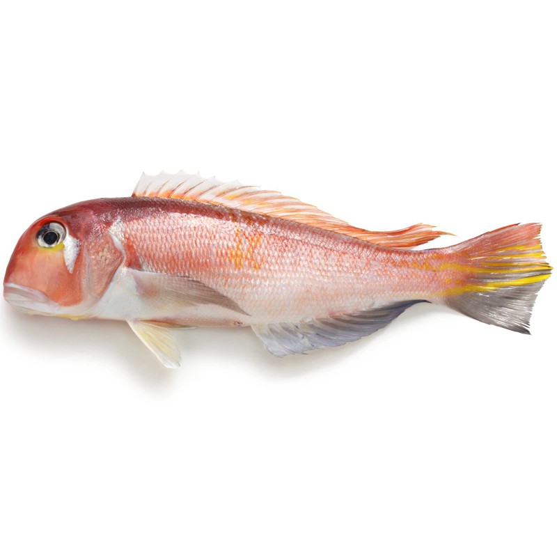 現流馬頭魚 三去 去鱗 鰓 肚 真空 蝦皮購物