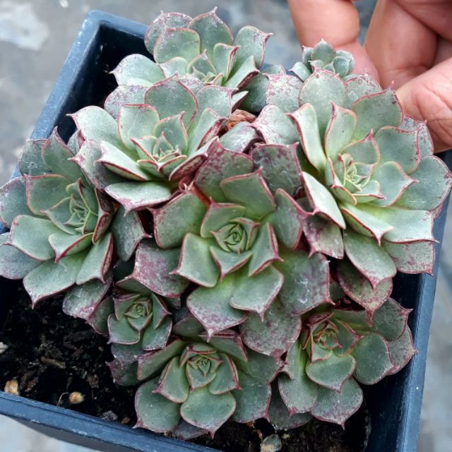 奇萌仔多肉精選 羅西馬五吋 不含盆 蝦皮購物