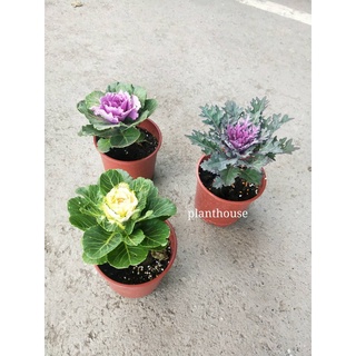 陽明園大戟科魔界之島種子 蝦皮購物