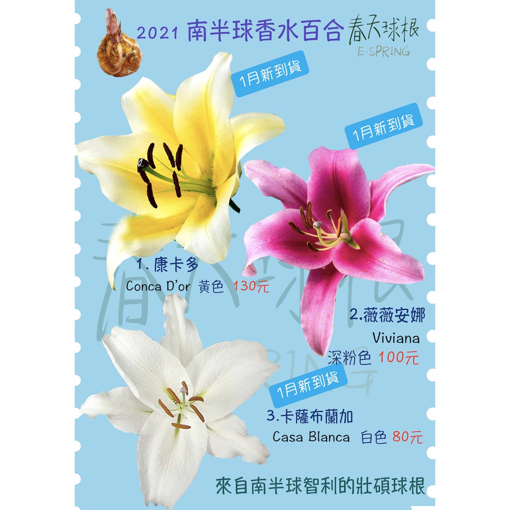 春天球根 南半球香水百合卡薩布蘭加casa Blanca 蝦皮購物