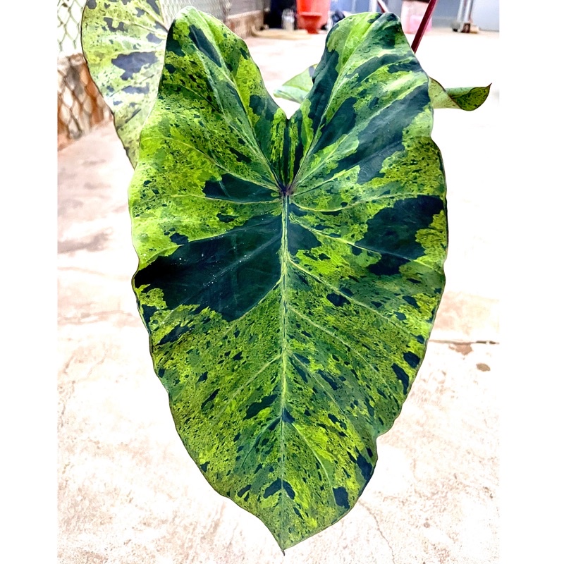 🍃🌸霍特盛典🌺🍀Colocasia esculenta mojito-莫吉托水芋-穩根強壯植株