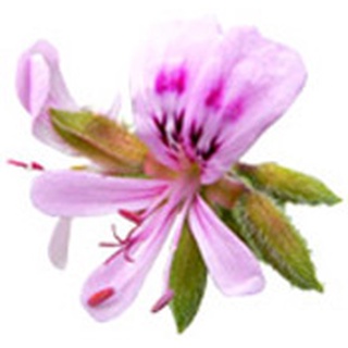 Aroma zone花香類精油 :埃及玫瑰天竺葵30ml,岩薔薇１０ml