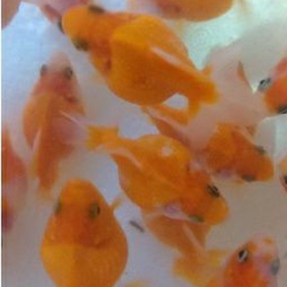 朱鱗 優惠推薦 22年1月 蝦皮購物台灣