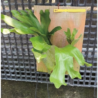 ☈綠玫☈觀葉植物☈巨獸鹿角蕨(只能宅配)☈上板☈高約30-50cm