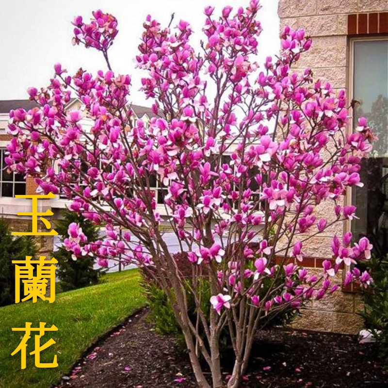 玉蘭花種子四季種植 蝦皮購物