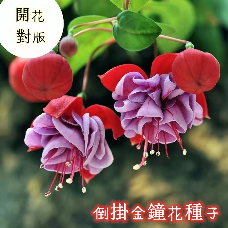吊鐘花 那裏買最便宜與商品比價 21年11月 飛比價格
