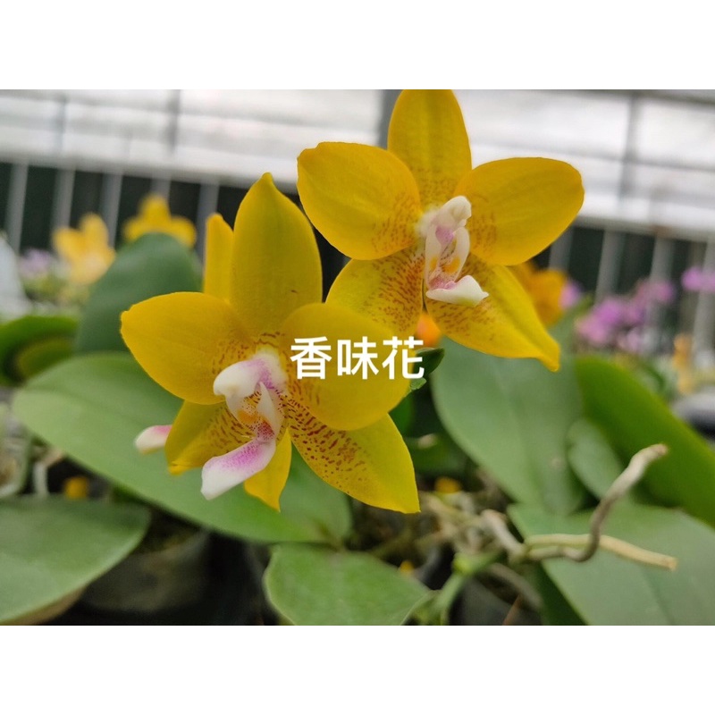 蝴蝶蘭ㄧ黃色系一有香味