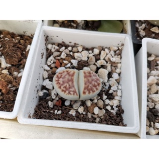 第5頁多肉植物石頭玉的價格推薦 22年1月 比價撿便宜