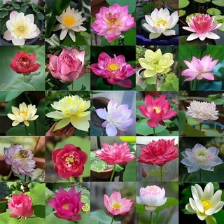 碗蓮土 比價撿便宜 優惠與推薦 23年1月