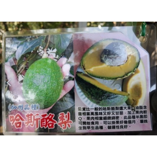 花囍園 水果苗 哈斯酪梨 加州品種 又稱鱷梨 肉質細緻 4吋高約30 50cm 售1453特價1400 蝦皮購物