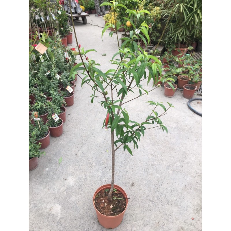 方方園藝-特大水蜜桃 8吋盆 800