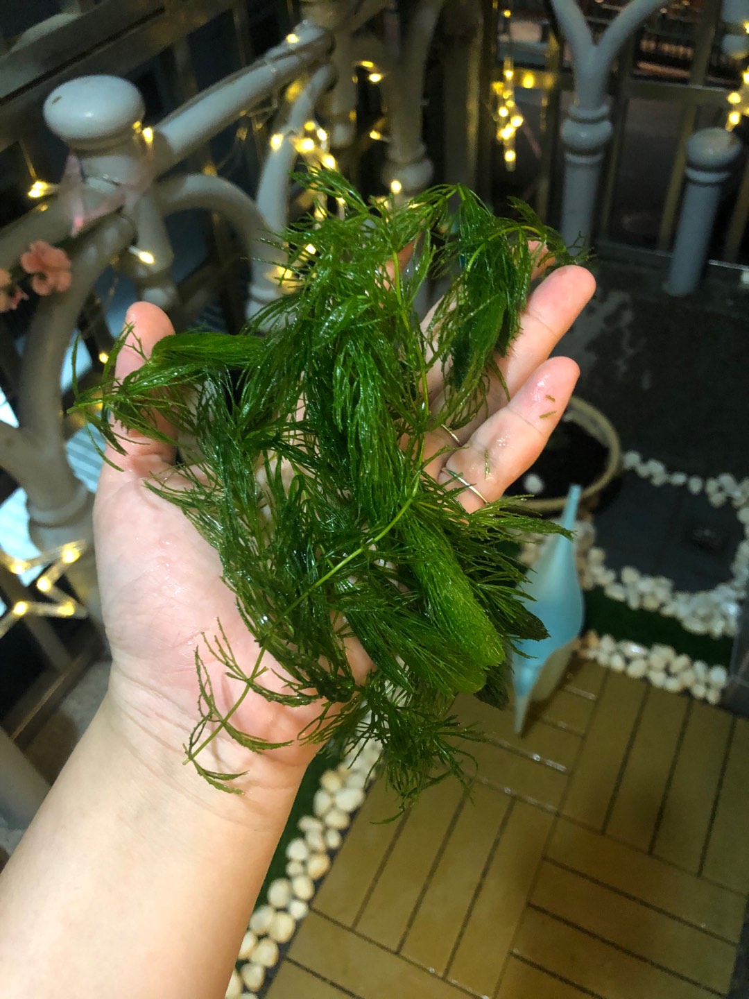 金魚藻魚缸基本入門款無根強健陰性水生植物淨化水質 水之舞坊 蝦皮購物