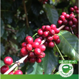 宏都拉斯-人道農莊 公平交易  友善鳥類 半磅咖啡豆 有機咖啡生豆使用