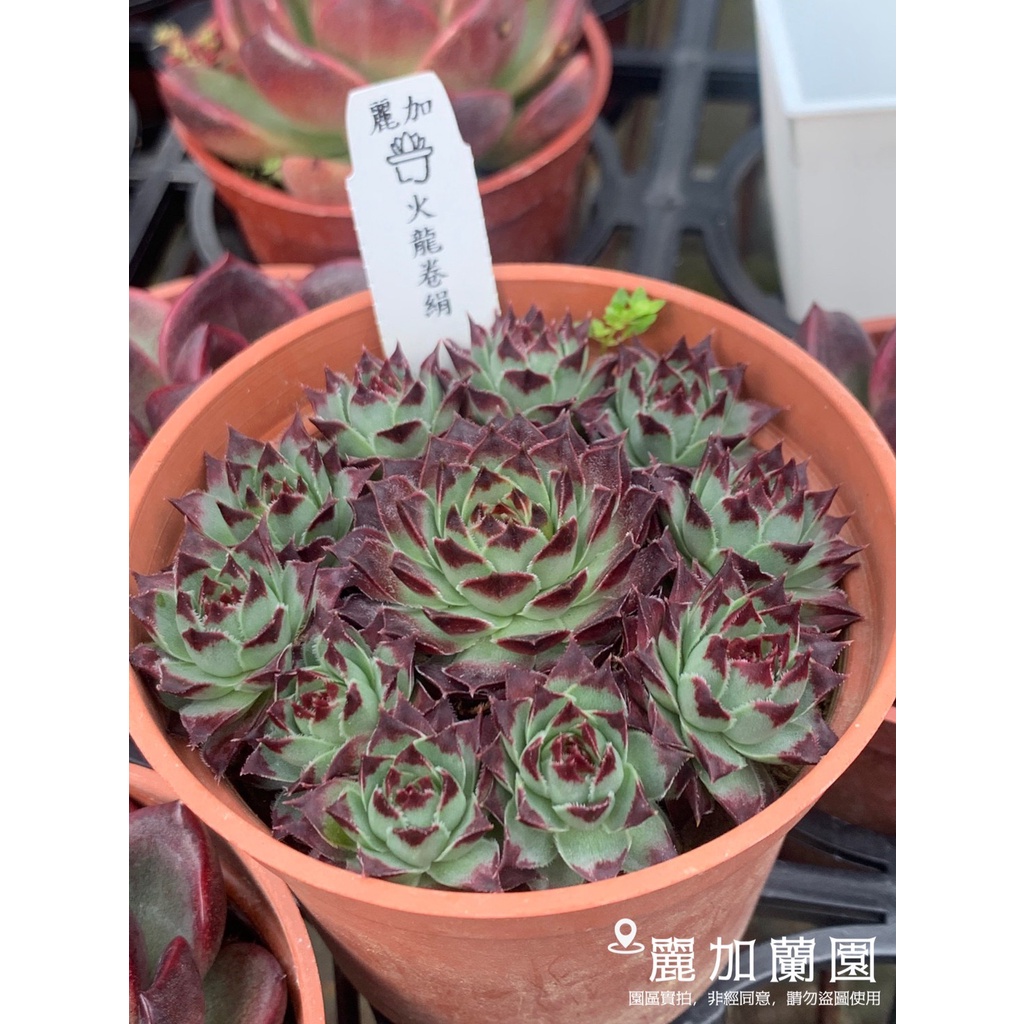 麗加 多肉植物 火龍卷絹 火龍 顯色超美 前3張為園區小母本顯色實拍參考圖 販售圖參考最後3張 蝦皮購物