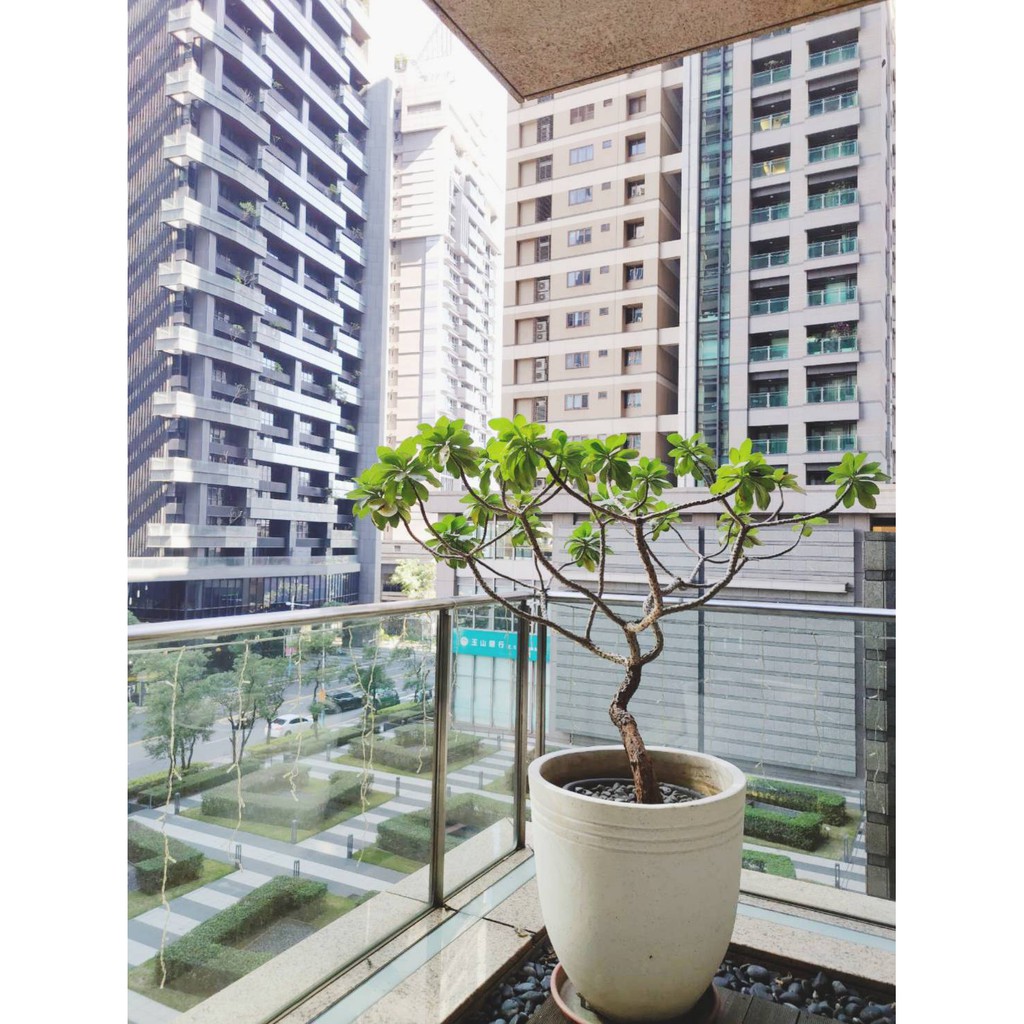 樹視角 白水木 銀毛樹 陽台景觀植物 店家造型樹 蝦皮購物