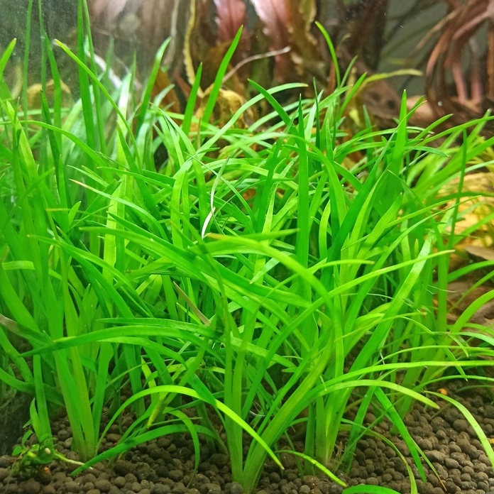 越南古芝榖精 鼓精 穀精 一株15元 水中葉 真水草 造景水草 前景草 中景草 蝦皮購物